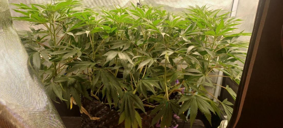 16 Colas Mainlaining Permanent Marker. Week 14 - Tag96 