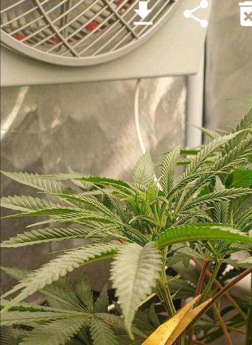 16 Colas Mainlaining Permanent Marker. Week 14 - Tag96 