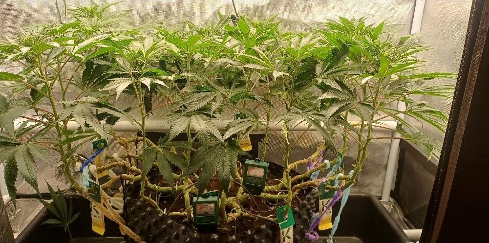 16 Colas Mainlaining Permanent Marker. Week 14 - Tag96 