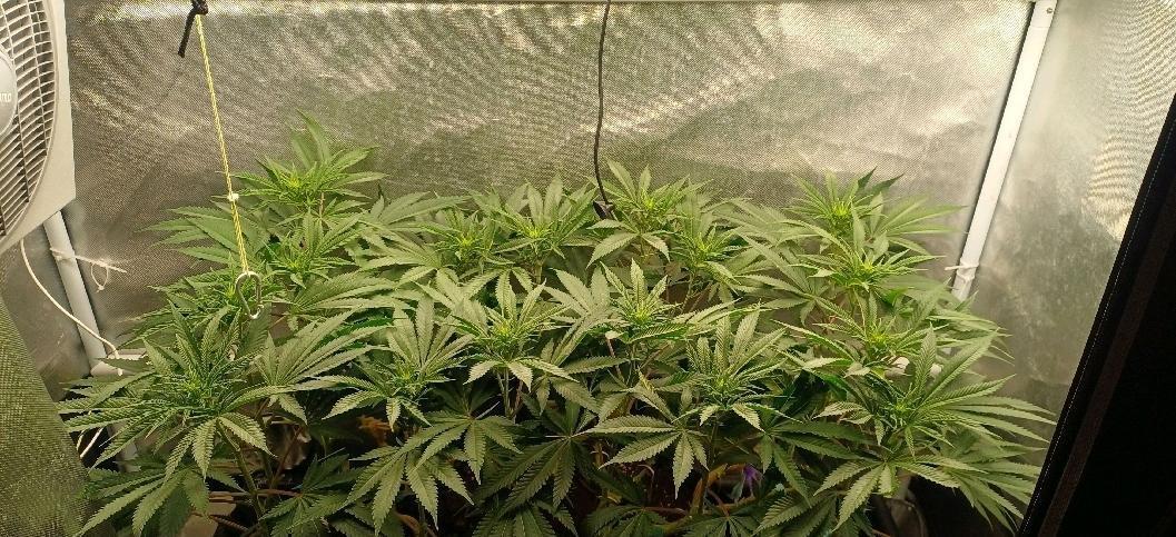 16 Colas Mainlaining Permanent Marker. Week 14 - Tag96 