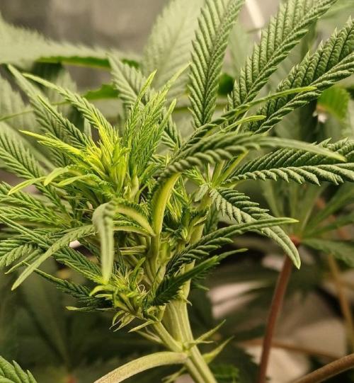 16 Colas Mainlaining Permanent Marker. Week 14 - Tag96 