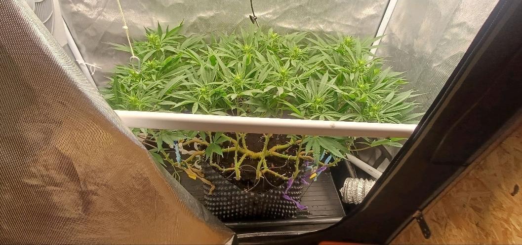 16 Colas Mainlaining Permanent Marker. Week 14 - Tag98