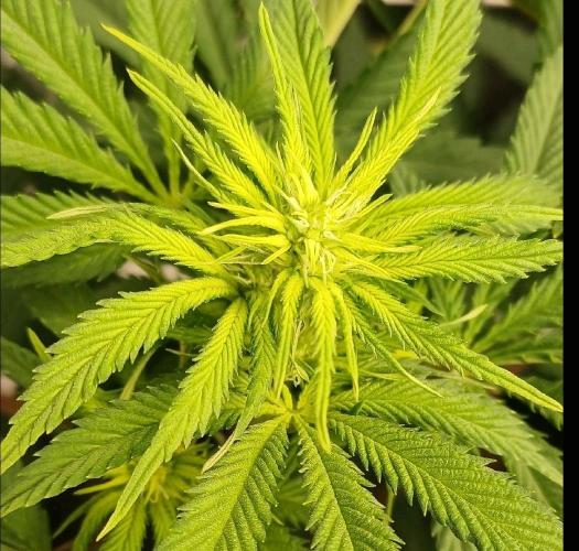 16 Colas Mainlaining Permanent Marker. Week 14 - Tag99