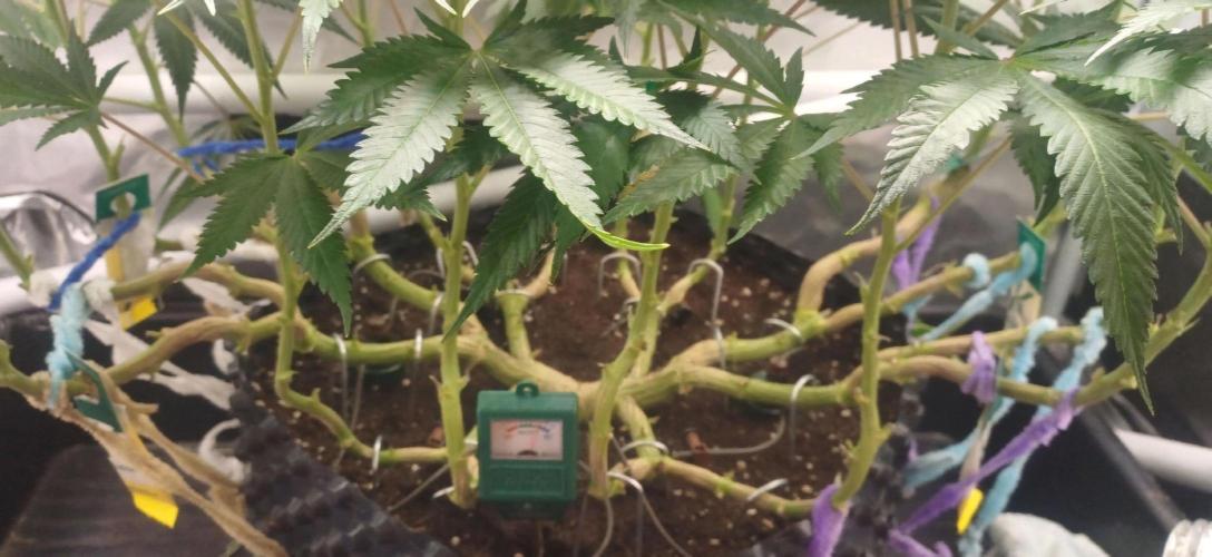 16 Colas Mainlaining Permanent Marker. Week 15