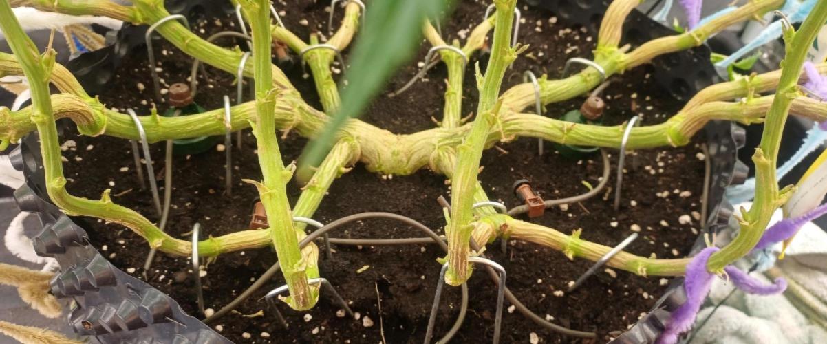 16 Colas Mainlaining Permanent Marker. Week 15