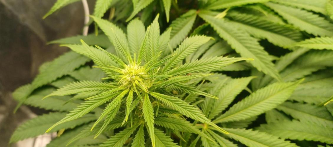 16 Colas Mainlaining Permanent Marker. Week 15