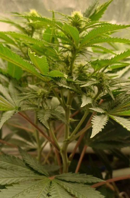 16 Colas Mainlaining Permanent Marker. Week 15