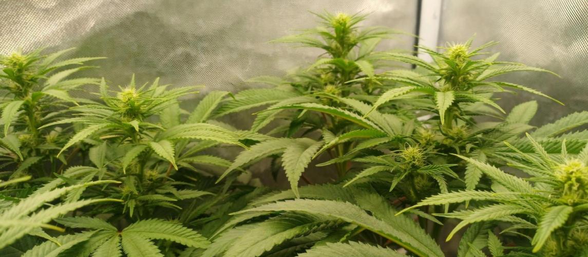 16 Colas Mainlaining Permanent Marker. Week 15