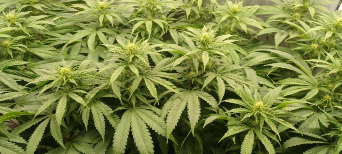 16 Colas Mainlaining Permanent Marker. Week 15