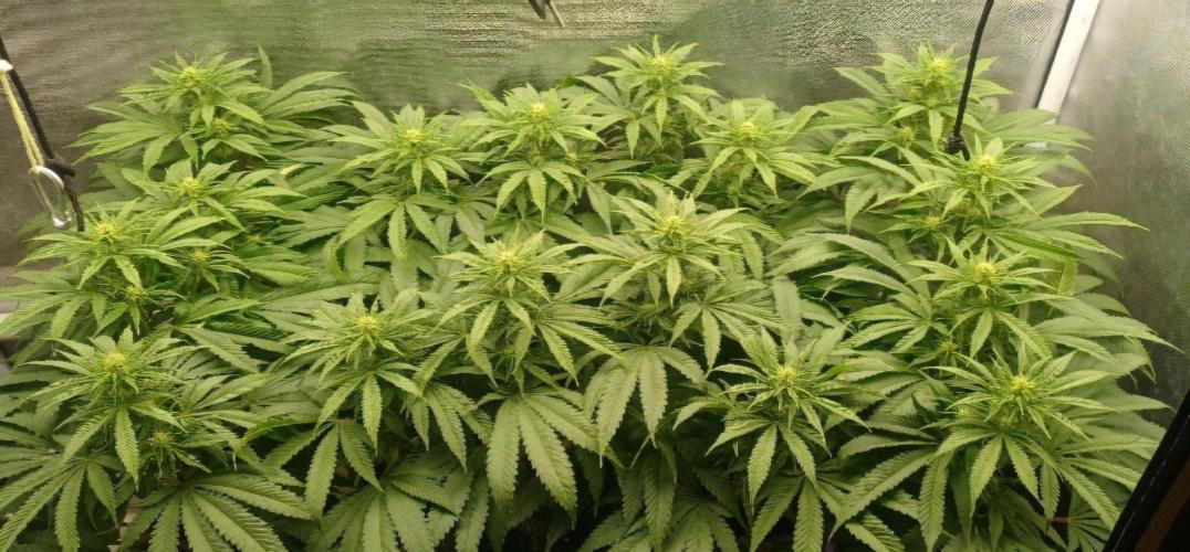 16 Colas Mainlaining Permanent Marker. Week 15