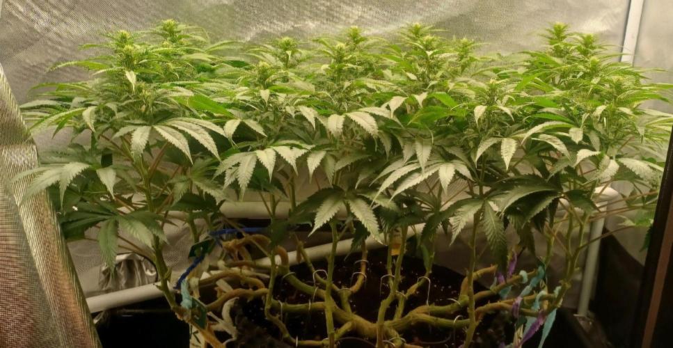 16 Colas Mainlaining Permanent Marker. Week 15