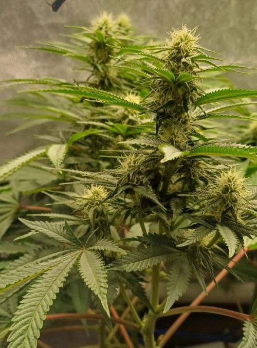 16 Colas Mainlaining Permanent Marker. Week 16