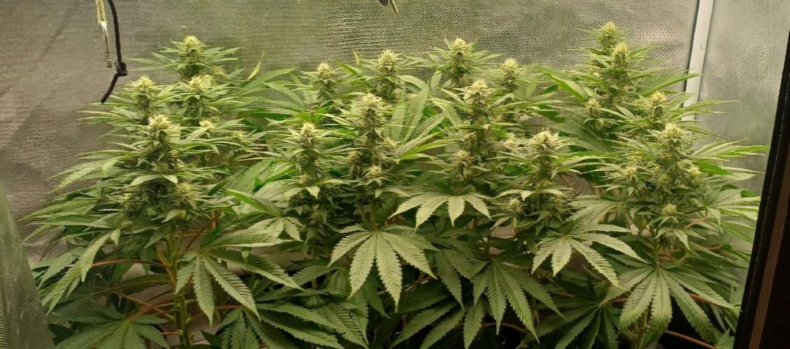 16 Colas Mainlaining Permanent Marker. Week 16