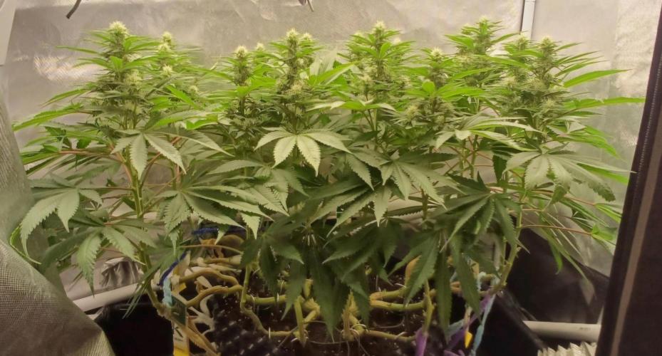 16 Colas Mainlaining Permanent Marker. Week 16