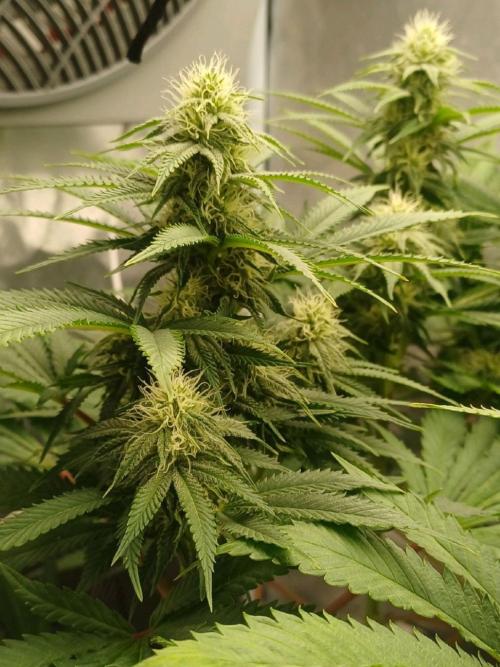 16 Colas Mainlaining Permanent Marker. Week 17