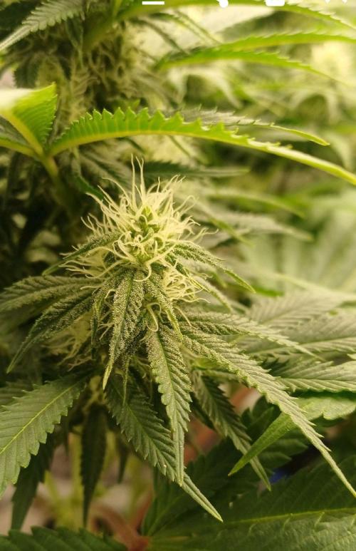 16 Colas Mainlaining Permanent Marker. Week 17