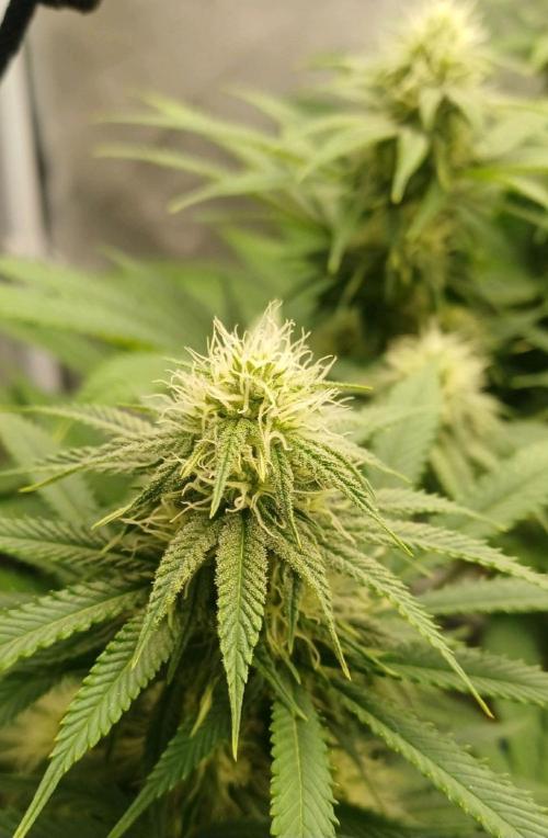 16 Colas Mainlaining Permanent Marker. Week 17