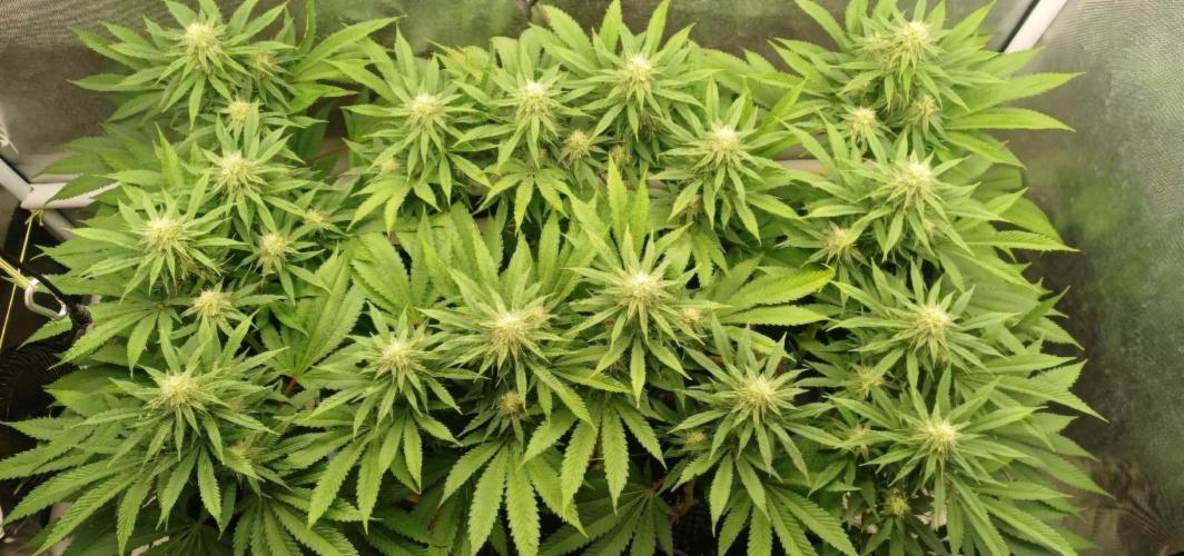 16 Colas Mainlaining Permanent Marker. Week 17