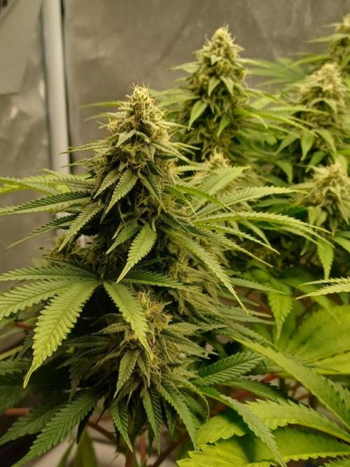 16 Colas Mainlaining Permanent Marker. Week 18