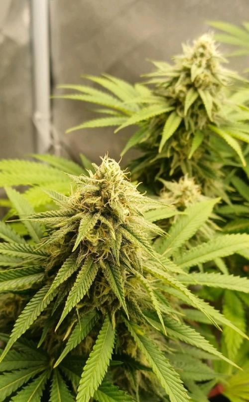 16 Colas Mainlaining Permanent Marker. Week 18