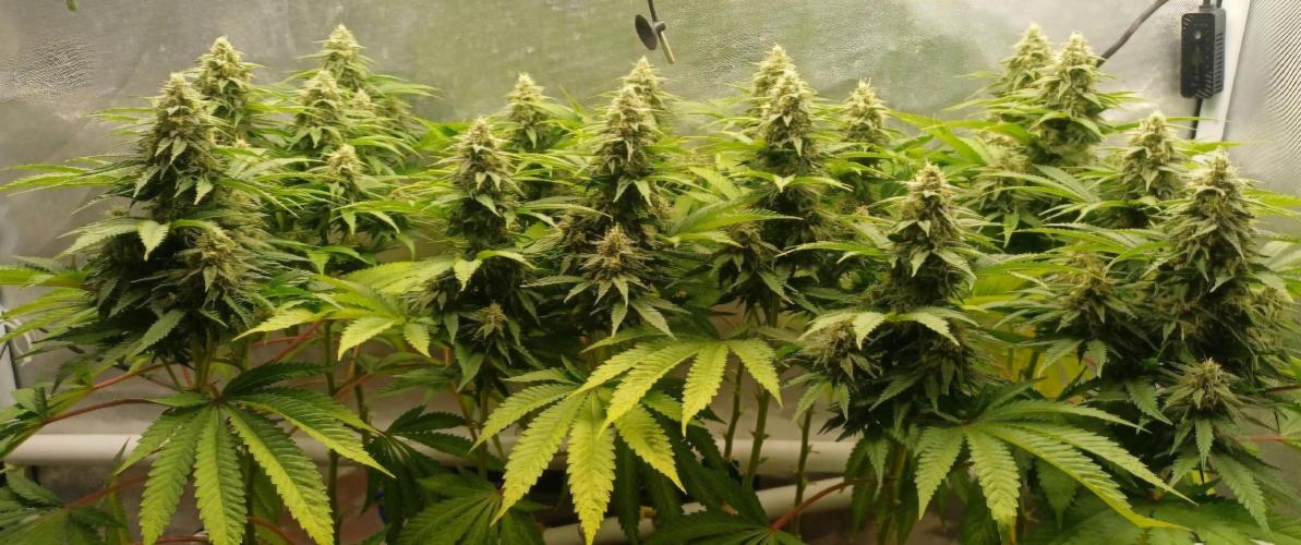 16 Colas Mainlaining Permanent Marker. Week 18