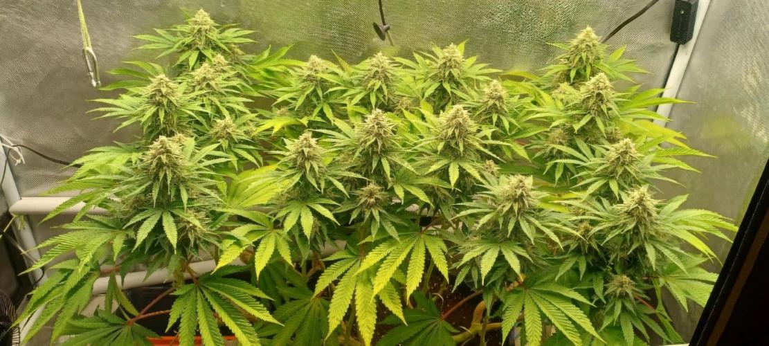 16 Colas Mainlaining Permanent Marker. Week 18