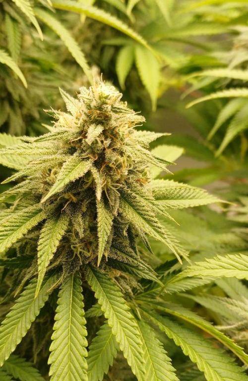 16 Colas Mainlaining Permanent Marker. Week 19