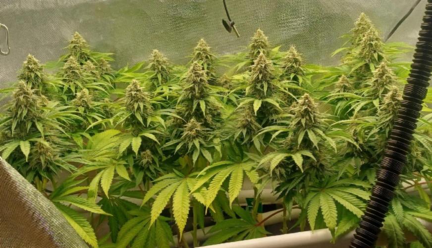 16 Colas Mainlaining Permanent Marker. Week 19