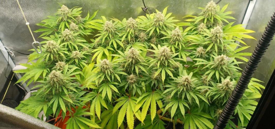 16 Colas Mainlaining Permanent Marker. Week 19