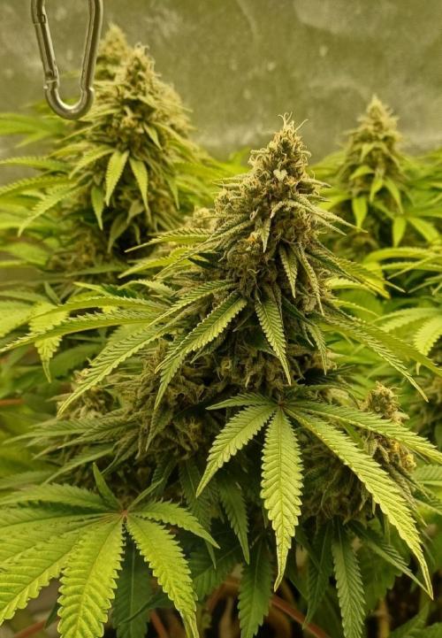 16 Colas Mainlaining Permanent Marker. Week 20