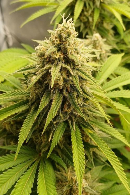 16 Colas Mainlaining Permanent Marker. Week 20