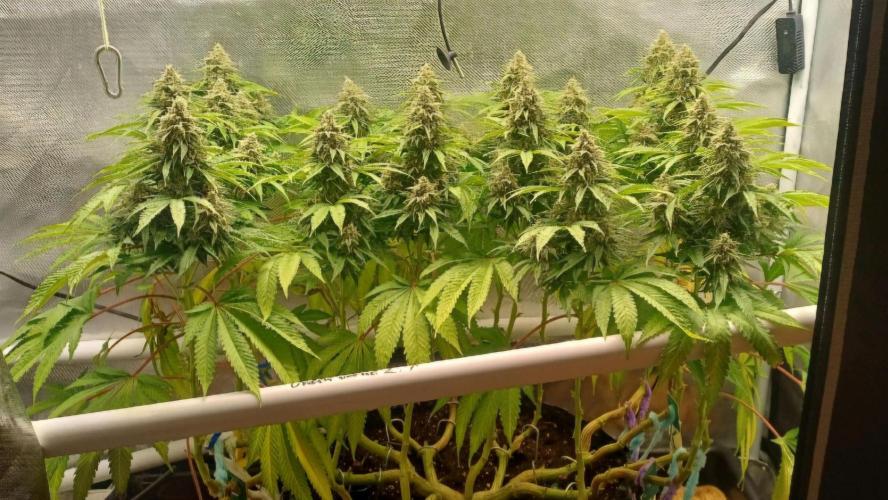 16 Colas Mainlaining Permanent Marker. Week 20