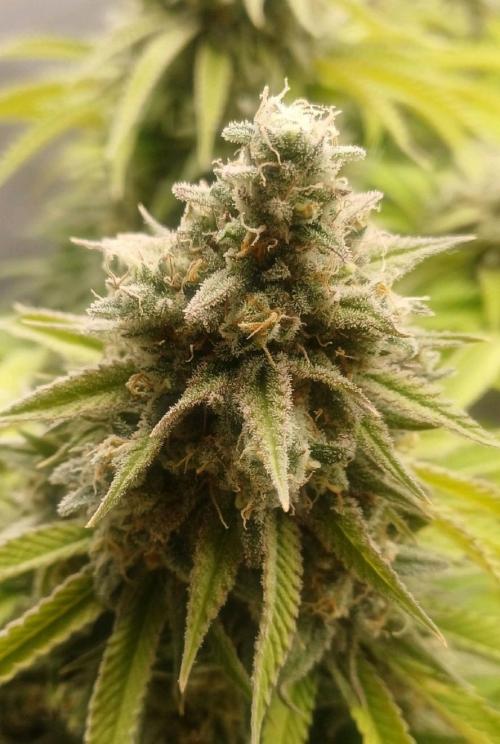 16 Colas Mainlaining Permanent Marker. Week 21