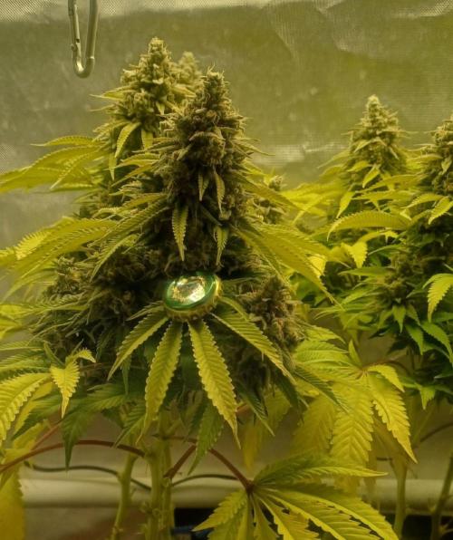 16 Colas Mainlaining Permanent Marker. Week 21