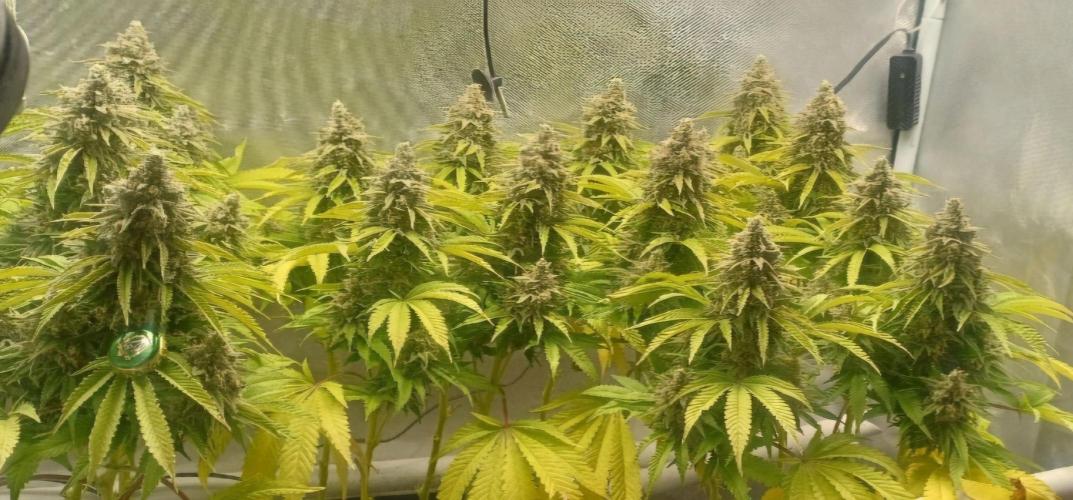 16 Colas Mainlaining Permanent Marker. Week 21