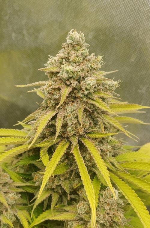 16 Colas Mainlaining Permanent Marker. Week 22