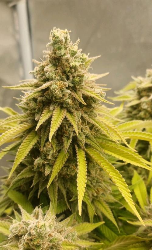 16 Colas Mainlaining Permanent Marker. Week 22