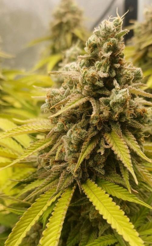 16 Colas Mainlaining Permanent Marker. Week 22