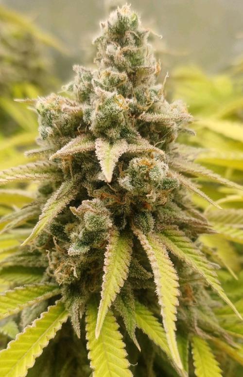 16 Colas Mainlaining Permanent Marker. Week 22