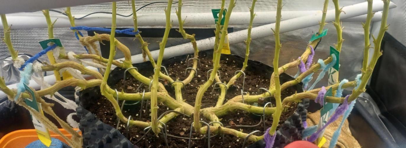 16 Colas Mainlaining Permanent Marker. Week 22