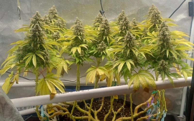 16 Colas Mainlaining Permanent Marker. Week 22