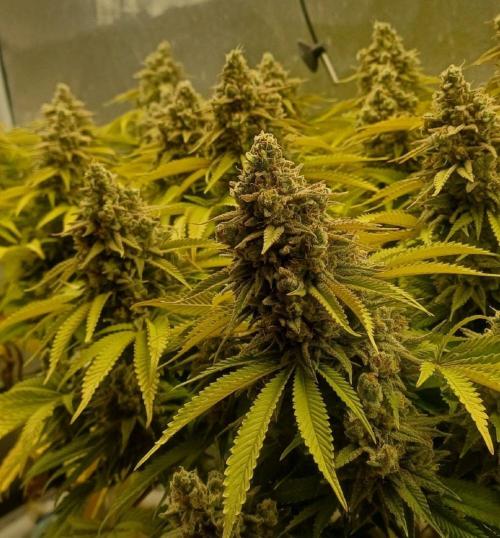 16 Colas Mainlaining Permanent Marker. Week 22