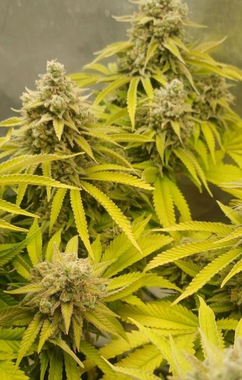 16 Colas Mainlaining Permanent Marker. Week 22