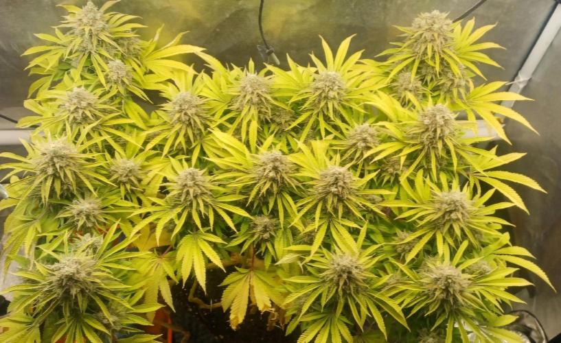 16 Colas Mainlaining Permanent Marker. Week 22