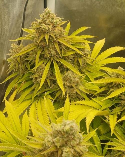 16 Colas Mainlaining Permanent Marker. Week 22