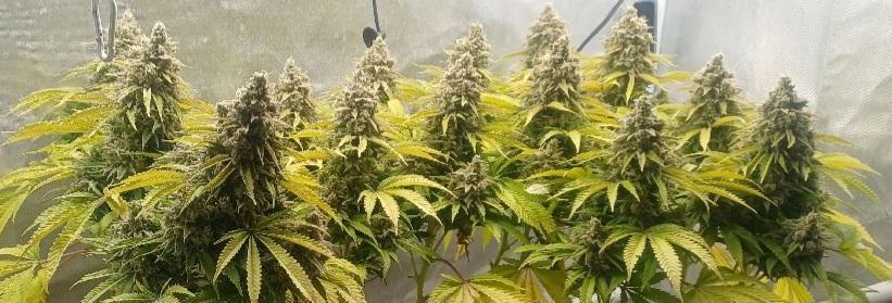 16 Colas Mainlaining Permanent Marker. Week 22