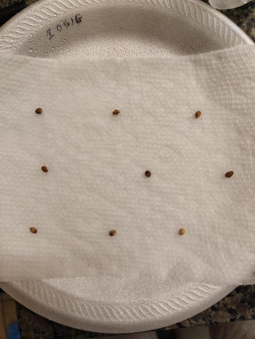 Z-Dawg Regular (Purple stem pheno). Week 0 - towel method used