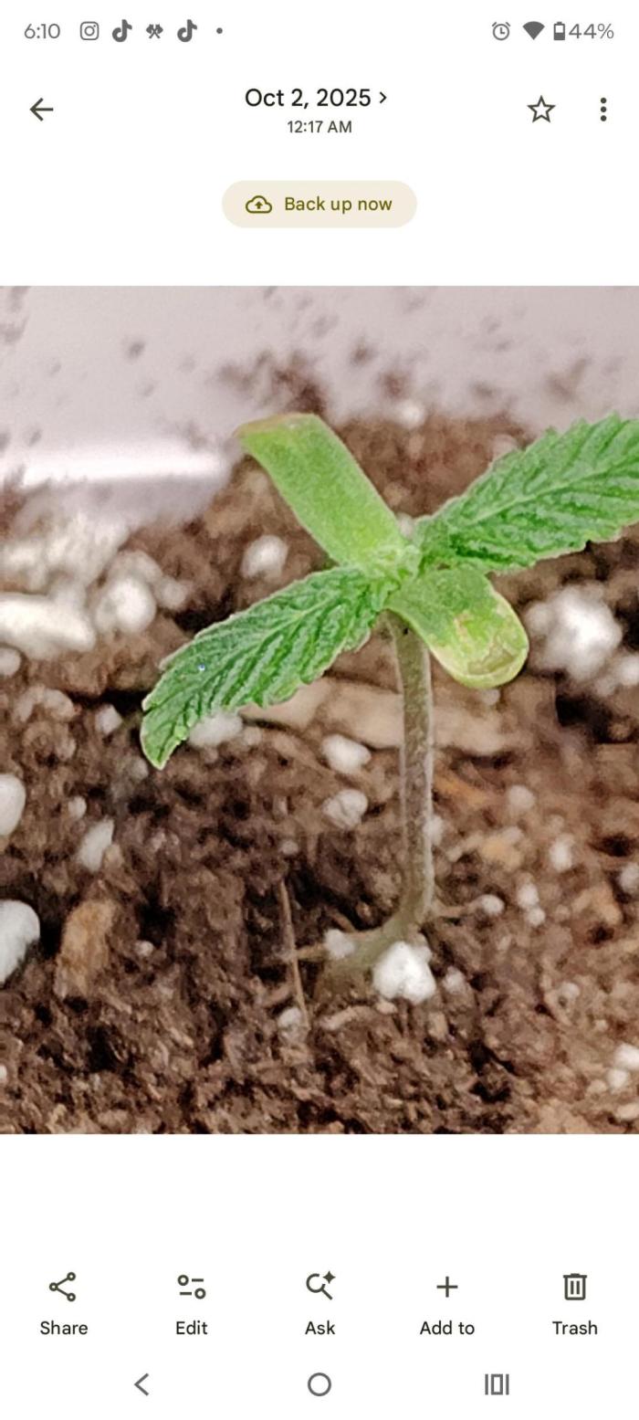 Z-Dawg Regular (Purple stem pheno). Week 2 - no issues, veg 