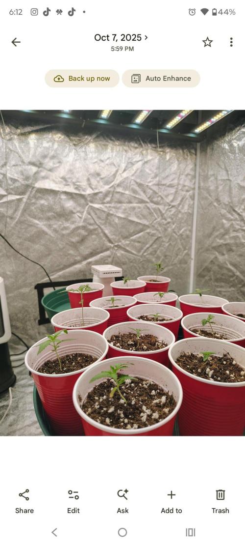 4x8 XL . Week 3