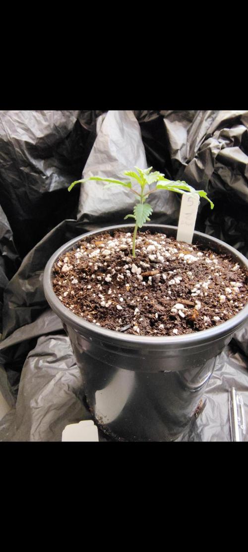 4x8 XL . Week 4